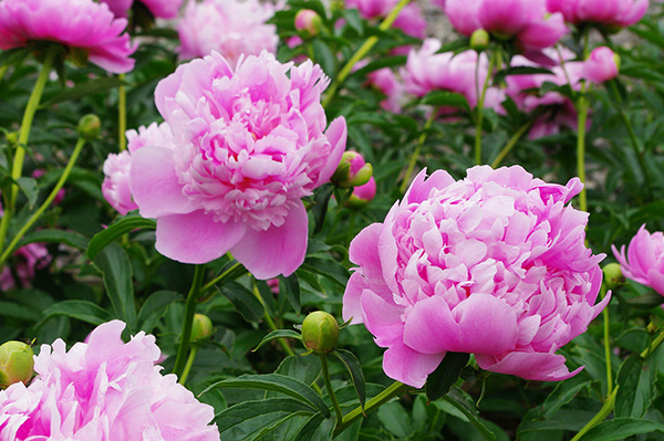 エグジステンシャルヒーリング